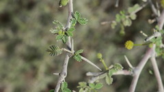 Vachellia flava