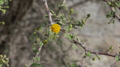 Vachellia flava
