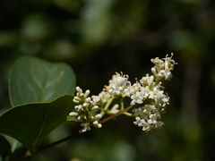 Ligustrum robustum perrottetii