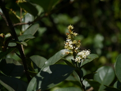 Ligustrum robustum perrottetii