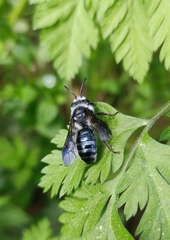Andrena agilissima