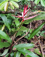 Heliconia acuminata
