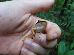 Pristimantis chiastonotus