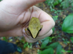 Pristimantis chiastonotus