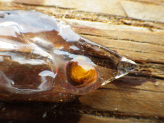 Common Salp photo 2