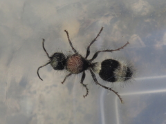 Stenomutilla argentata