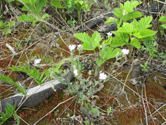 Silene linnaeana