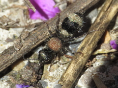 Stenomutilla argentata