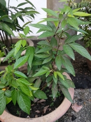 Ohwia caudata