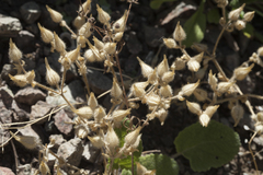 Arenaria leptoclados