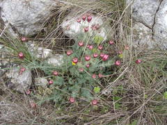 Platycapnos spicata