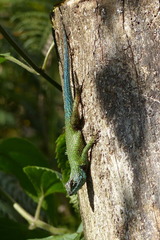 Sceloporus hondurensis