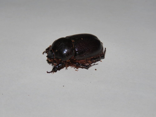 Novapus