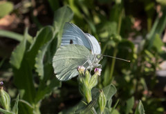Pieris rapae