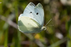 Pieris rapae