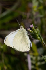 Pieris rapae