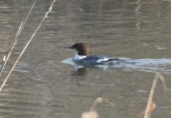 Mergus merganser