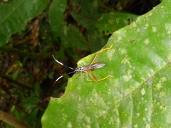 Hyalymenus vespiformis