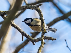 Parus major