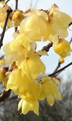 Chimonanthus praecox