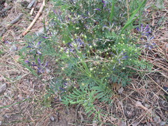 Astragalus suffruticosus