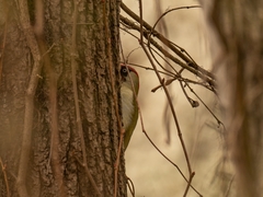 Picus viridis