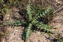 Galactites tomentosus