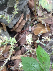 Sedum potosinum