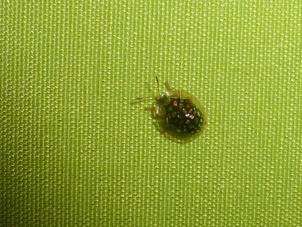 Parachirida pustulata