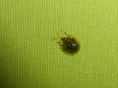 Parachirida pustulata