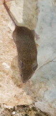 Macedonian Mouse photo 2