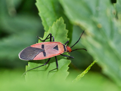 Dysdercus transversalis
