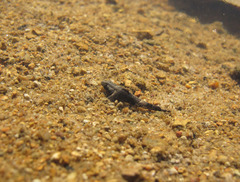 Psammogobius biocellatus
