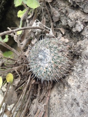 Epithelantha unguispina