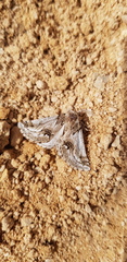 Phaselia deliciosaria