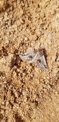 Phaselia deliciosaria