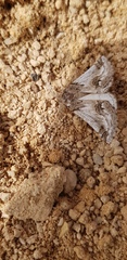 Phaselia deliciosaria