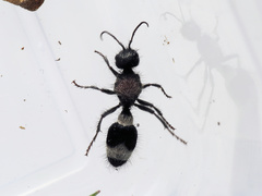 Stenomutilla argentata