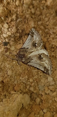 Phaselia deliciosaria
