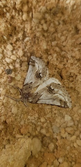 Phaselia deliciosaria