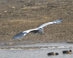 Ardea cinerea