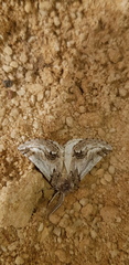 Phaselia deliciosaria