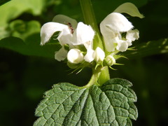 Lamium album