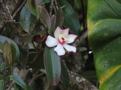 Blakea quadrangularis