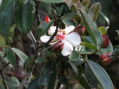 Blakea quadrangularis