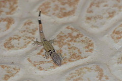 Sphaerodactylus continentalis