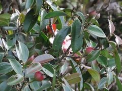 Blakea quadrangularis