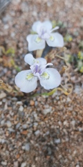 Moraea serpentina