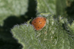 Henosepilachna argus