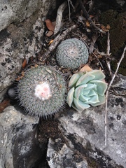Epithelantha unguispina